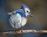 Blue Jay Tailfeathers_24380